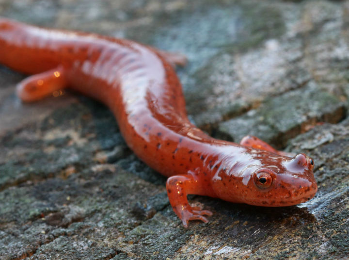 Spring Salamander